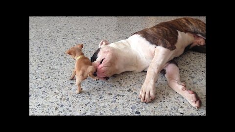 Tiny chihuahua puppy adorably teases sleepy American bulldog