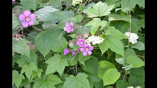 Quick update on Flower and Vegetable Gardens