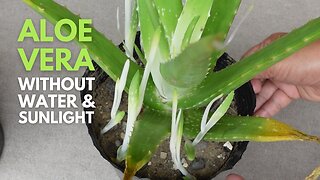 Aloe vera Without Water and Sunlight