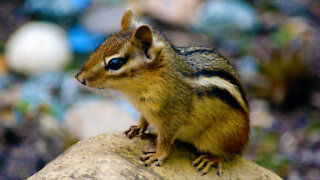 Up close and personal - with a chipmunk!