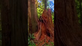 Alien Cedar Tree in the Sacred Portal 👽 eaglelovecondor.com