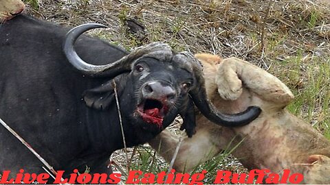 3 Lions Bring Down Buffalo