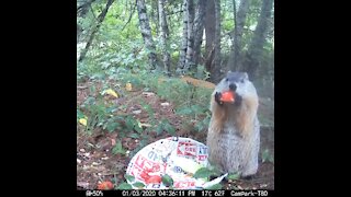 Momma groundhog having a little tomato