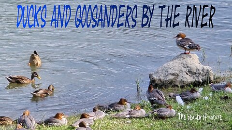 Ducks and goosanders on the river bank / beautiful water birds by the water.