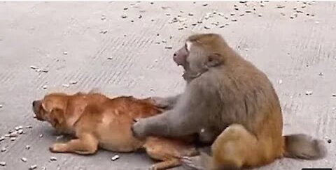 Amazing Fight! King Monkey VS Dog.