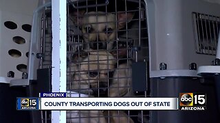 MCACC shipping thousands of dogs to shelters across U.S.