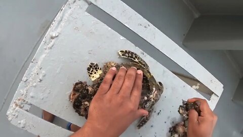 Rescue Sea Turtle Removing Barnacles From a Poor Sea Turtle | animals, Nature, turtles, ocean, ASMR8