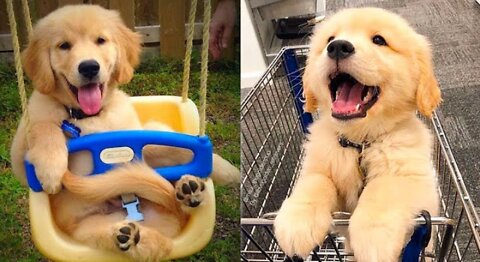 Baby Dogs - Cute and Funny Dog Videos Compilation #20 | Aww Animals