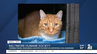 Raj the cat is up for adoption at the Baltimore Humane Society