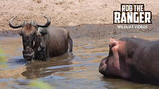 Hippo And Crocodile Watch Injured Gnu Drown | Maasai Mara Safari | Zebra Plains