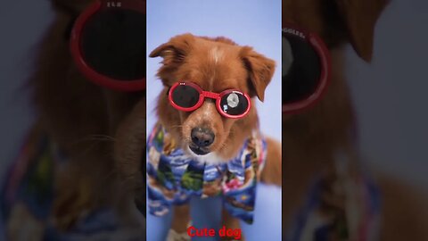 cutest dog video you'll watch today. #shorts