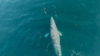Baleia brinca com golfinhos durante migração!