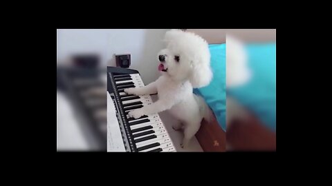Pets that areTalented in playing instruments
