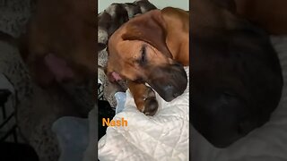 [Shorts 0031] NASH [#dogs #doggos #doggies #puppies #dogdaycare]