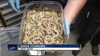 Hundreds of mice, snakes removed from West Bend home