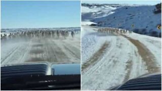 Antilocapras correm muito rápido na frente de carro