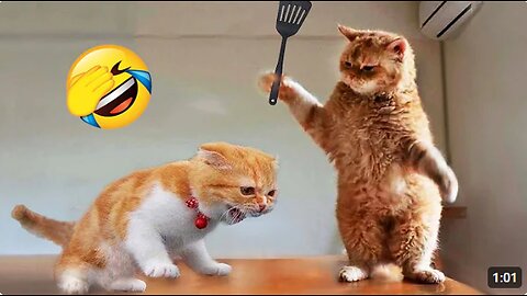 Funniest Animals 2024 😂 New Funny Cats and Dogs Videos 😻🐶