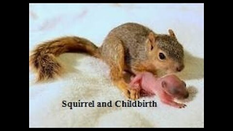 Squirrel and Childbirth Squirrels give Birth