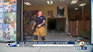 Car smashes into doggy daycare