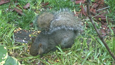 close up of happy squirrel dining under our bird feeders in Lenexa, KS on