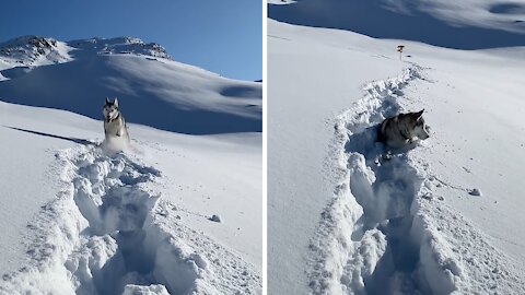 Husky Living the Dream Atop Snow Covered Swiss Alps