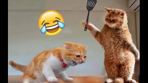 Funniest Animals 2024 New Funny Cats and Dogs Videos Part
