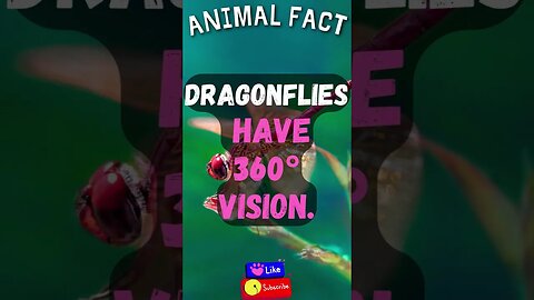 🦌Discover Fascinating Animal Facts👀 #shorts #shortsfact #animalfacts #funfactsshorts #dragonfly