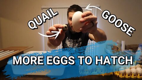 Incubating Silver Appleyard Duck Eggs | Update On The Chicken Eggs Incubating | Our First Goose Egg