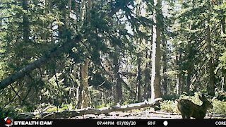 Playful Fawn leaps across then is joined by Doe.