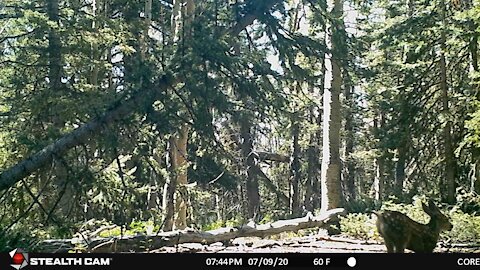 Playful Fawn leaps across then is joined by Doe.