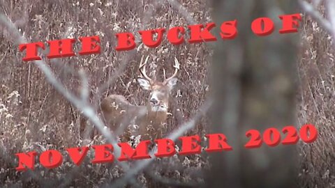 The Bucks of November 2020