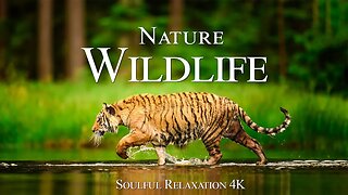 Nature Wildlife 4K - Beautiful Relaxation Wildlife Film With Inspiring Music