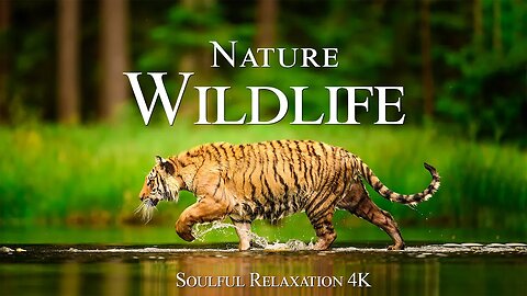 Nature Wildlife 4K - Beautiful Relaxation Wildlife Film With Inspiring Music