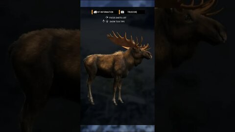 3 EYED MOOSE 👀 of MedVed? - theHunter: Call of the Wild #shorts