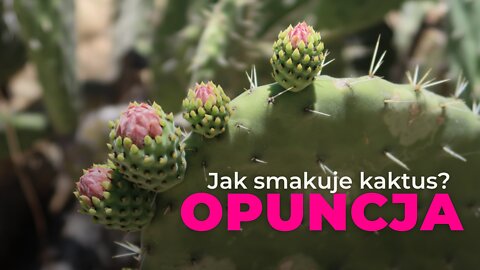 Opuncja figowa🌵 kaktus, którym zajadają się Meksykanie