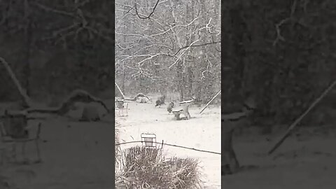 Wild Turkeys in the Snow