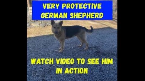 German Shepherd Very Over Protective #germanshepherd #dog #dogs #germanshepard #viral