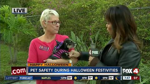 Pet safety tips during Halloween festivities