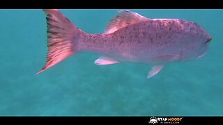 Exploring and FISHING Great barrier reef paradise.