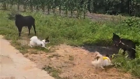 Dogs meet goats for the first time, hilarity ensues