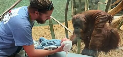 Orangutan wanted to see the baby