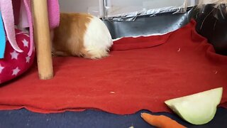 Guinea pig breakfast and exploring
