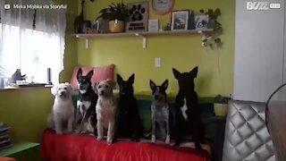 I sei cani più obbedienti di sempre!