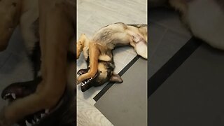 German shepherd eating his own paws #shorts #funny #cute #dog #dogs #animals #pets #love #fyp