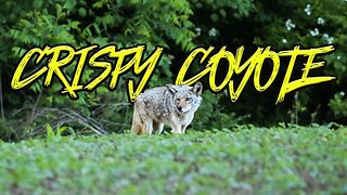 Crispy Daylight Coyote Hunting