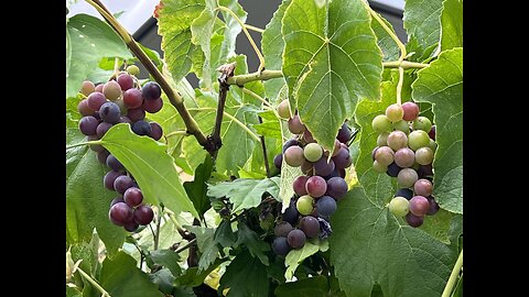 Vineyard winegrapes