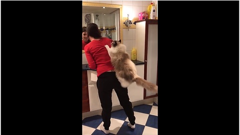 This Gorgeous Cat Likes To Use Her Owner As A Climbing Tree