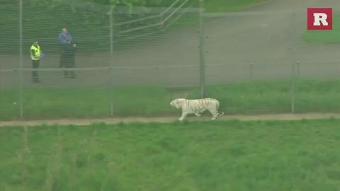 Tiger kills UK zookeeper in enclosure | Rare Animals