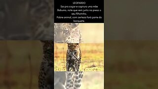 Leopardo sai pra caçar e volta com uma Babuino morta com seu filhote grudado nela - Pobre animal