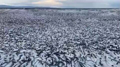 Fish die because of environmental pollution